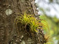 Tillandsien wachsen auf den dornigen Pochote Stämmen